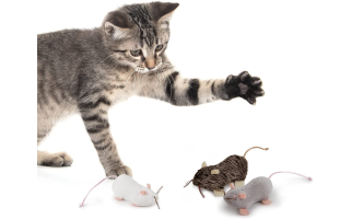 The Importance of Pet Grooming: Keeping Your Furry Friend Happy and Healthy